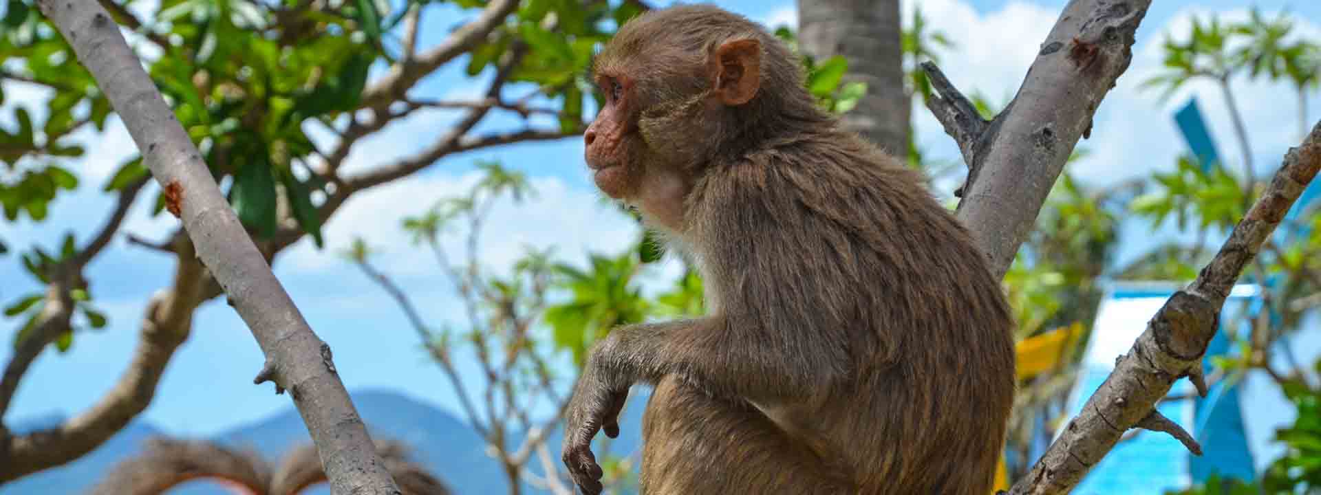 Monkey Island – Doc Let Beach Tour