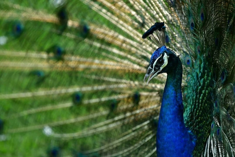 Saigon Zoo And Botanical Gardens – A Green Space In Saigon Downtown