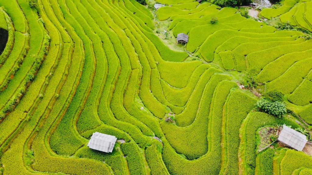 10 Must-Know Tips for the Best Hoàng Su Phì Rice Harvest Experience
